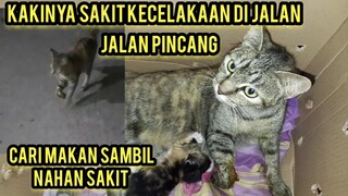 Allahu Akbar induk Kucing Minta Tolong Di Obati Karena Ketabrak Demi Anak-Anaknya Yang Masih Kecil