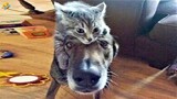 FUNNY CATS and DOGS 🐱🐶 Crazy Animals 🐾 New Funniest Animals Videos 2023 😂