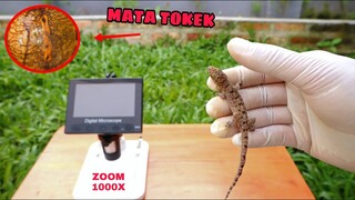 MENAKJUBKAN!.. ZOOM 1000X TOKEK, Luar biasa mata tokek ini #experiment