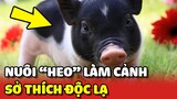 Cô gái chuyển sang NUÔI "HEO" LÀM CẢNH độc lạ vì CHÁN nuôi chó ồn ào 😂 | Yêu Lu
