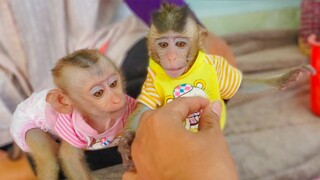 Scared to Death!! Little adorable Toto so afraid when Dad touching her legs, Yaya trying to check