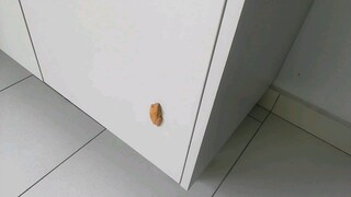 Rare types of frog color