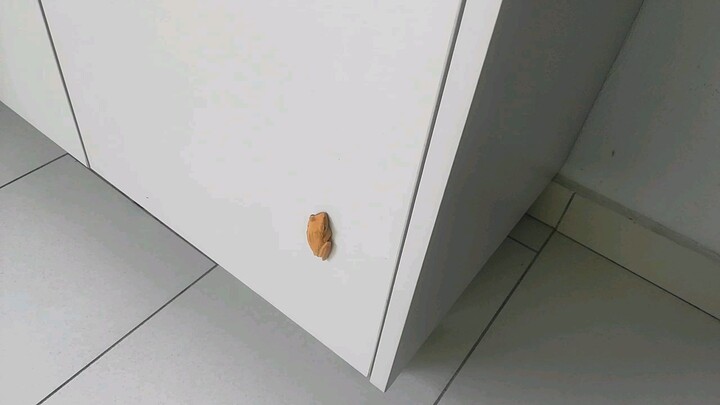Rare types of frog color