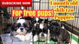 1 month old shih tzu puppies | Super Marcos Vlogs
