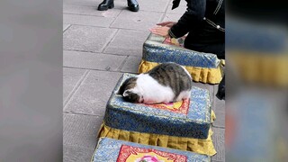 The devout kitten fell asleep in front of the Buddha
