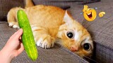 TAHAN TAWA.!🤣 5 Menit Video Kucing Oren Bar-bar Lucu Banget Bikin Ngakak  ~ Kucing Lucu Tiktok 2023