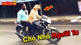 🔥 7 Giống Chó Cực Khủng Cực Thông Minh Và Cực Tình Cảm Mà Đại Gia Tranh Nhau Sở Hữu | Kính Lúp TV