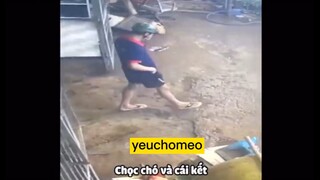 chọc chó và cái kết🤣