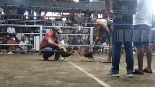 3 hits Super Ulutan first fight (loss)