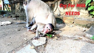 Mila Baby Monkey Cry Shaking Her Body On The Ground Due To Mother Malika Ignoring Of Her Milk Needs