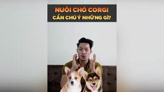 Nuôi chó Corgi cần chú ý những gì tuitienpet petonesaigon petnhatrang dcgr