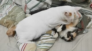 How Spot groom Suni || Cat groom siblings || Clowder zone