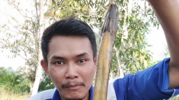 Mancing belut sungai super besar dengan berat hampir 1kg #eelfishing #cecepjampang #mancingbelut