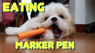 Cute Shih tzu Puppy Eating Marker Pen Like Food