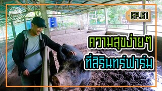 ความสุขง่ายๆที่สิรินทร์ฟาร์ม - [สิรินทร์ฟาร์ม] EP.61