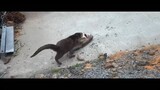Billy & Molly_ An Otter Love Story