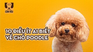 10 Điều Ít Ai Biết Về Chó Poodle | Cún Yêu | Coi Là Ghiền