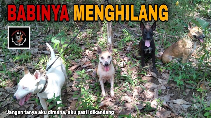 Kejaran kedua ternak sudah loyo