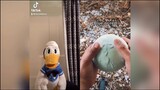 Donald Duck Reacts and Stitches To Tiktoks (VERY HARD DONT LAUGH CHALLENGE) @DonaldDucc