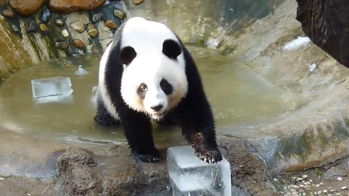 【Panda】Pushing Ice Into the Pool To Make a Cool Bath