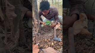 A man tears a beautiful parrot's nest#bird #parrot #wildlife