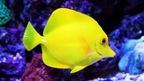 Ikan hias aquarium berwarna kuning cantik - Ikan Yellow Tang