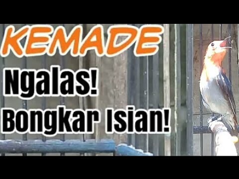 Suara Burung Cit Keres kemade Jantan Gacor Ngeplong
