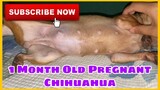 1 month pregnant Chihuahua | SUPER MARCOS VLOGS