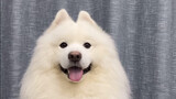 [Animals]Thoughts of Samoyed can be showed by its ears