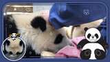Momen Panda Lap Mulut yang Imut