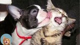 Cats And Dogs Awesome Friendship - Funny Pet Videos | MEOW