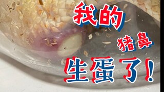 猪鼻蛇 生蛋实录-闺女的腚被看了个精光