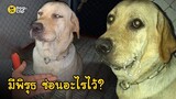 น้องหมาทำตัวมีพิรุธ! จนนายรักสงสัยมีอะไรซ่อนอยู่ในปาก? | Dog's Clip