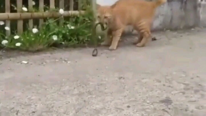 Para kucing pemberani