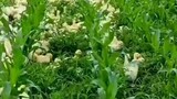 Ducklings eat grass at the corn farm!!