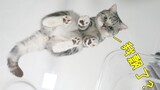 自制高空全透明猫床，猫：我浮空了！