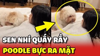 Chú chó Poodle BỰC RA MẶT vì bị Sen nhí PHÁ GIẤC NGỦ 😂 | Yêu Lu