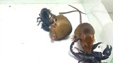 [Insect] Scorpion: This Rat Has Inflammation And Needs An Injection