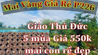 🔴Hết Hàng🔴 Mai vàng giá rẻ p226 | Mai Giảo Thủ Đức Ghép 5 Mùa Giá 550k - nhìu Loại Mai Giống