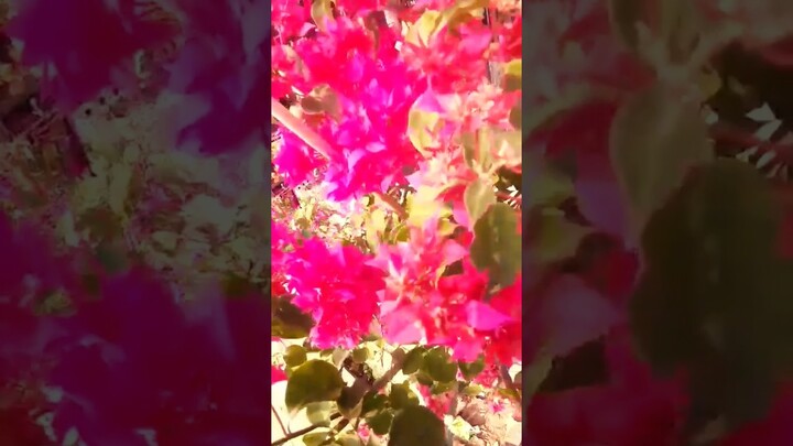 Bougainvillea Flower #shorts #short #youtubeshorts #nature #flowers #plants #garden #terracegarden