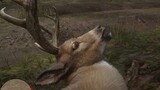 [Red Dead Redemption 2] The pitiful picture of 14 animals before they died of poisoning