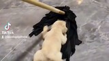#funny and cute animal... guy's please support my bilibili channel.. love love