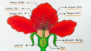 Cara menggambar bagian bagian bunga || Belajar menggambar dan mewarnai bunga