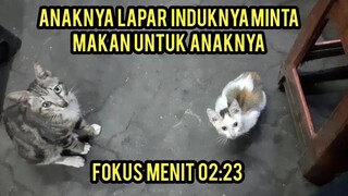 Mengahrukan Induk Kucing Memintakan Makanan Untuk Anaknya Yang Sedang Lapar..!