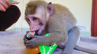 Wow, So Smart!! Little adorable Toto tries to open Orange juice by herself