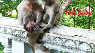 The Craziest Mother Monkey, Mother Malika Squeezes Neck Of Baby Mila And Falls Her To The Deep Place