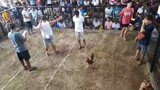 katulinan cockfights