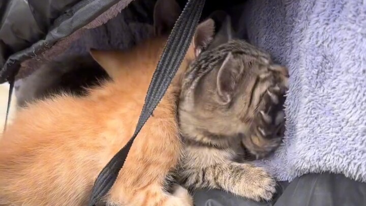 ลูกแมวตัวน้อยชั้นล่างประพฤติตัวดีจริงๆ อากาศหนาวก็ยังรู้นอนใต้ผ้าห่ม!