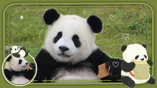 A Good-Looking Panda?