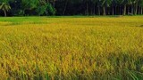 #ricefield #jiabong samar